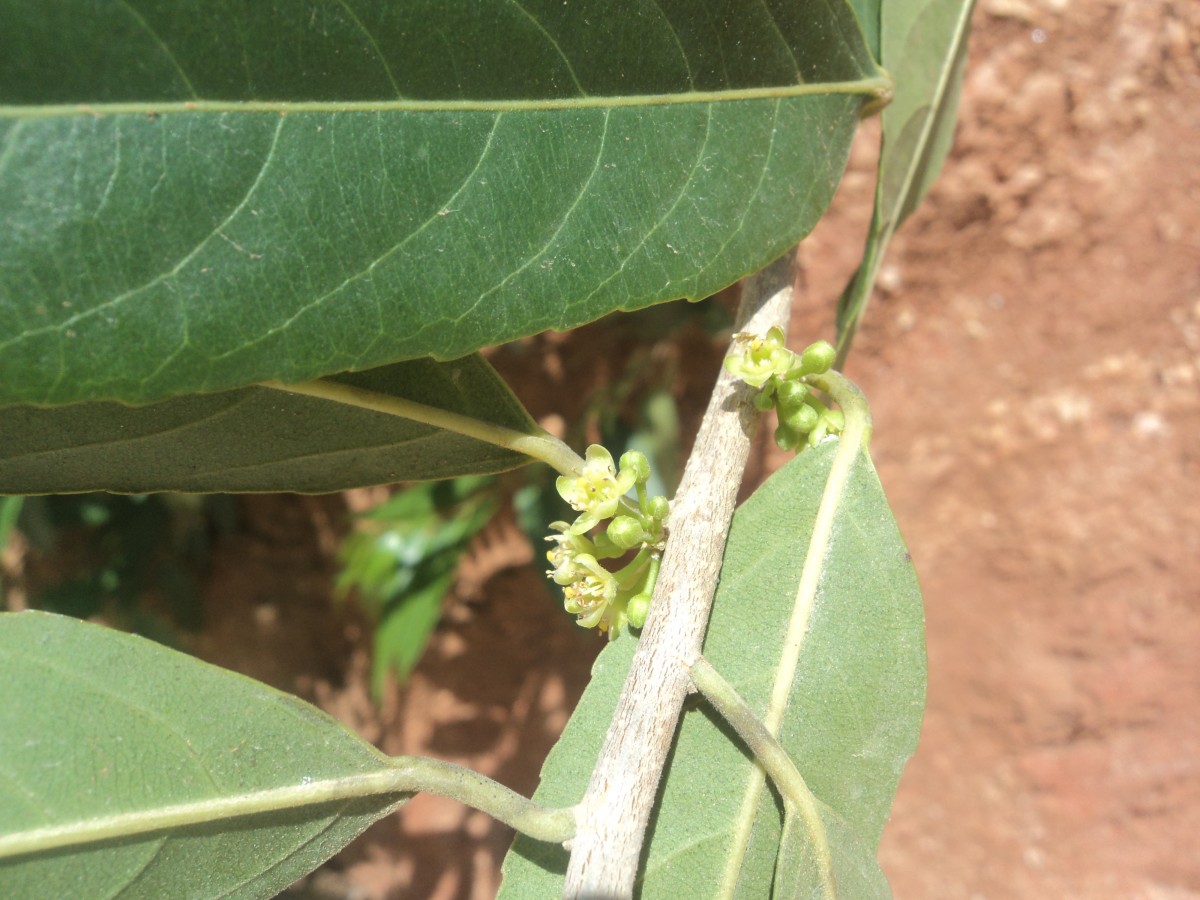 Casearia tomentosa subsp. reducta Verdc.